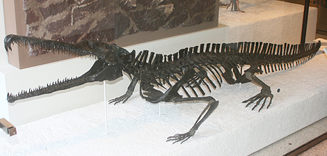 狂齿鳄的科普小知识值得你一看