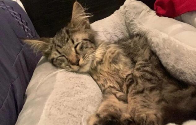 小奶猫鼓起勇气向路人求救,最后喜提铲屎官过上好日子! 小奶猫鼓起勇气向路人求救,最后喜提铲屎官过上好日子!