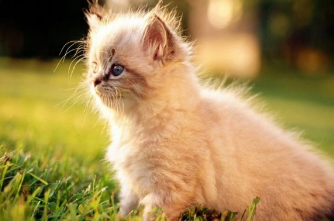 小猫咪能有什么坏心思呢?“撸猫”需谨慎,当心“猫抓病”! 小猫咪能有什么坏心思呢?“撸猫”需谨慎,当心“猫抓病”!