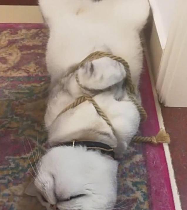 猫咪不听话, 捆绑起来教训, 结果猫咪的眼神让我内心一颤! 