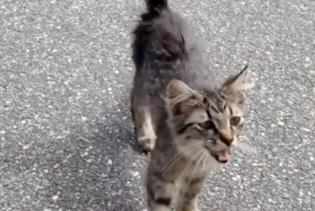 小奶猫鼓起勇气向路人求救,最后喜提铲屎官过上好日子! 小奶猫鼓起勇气向路人求救,最后喜提铲屎官过上好日子!