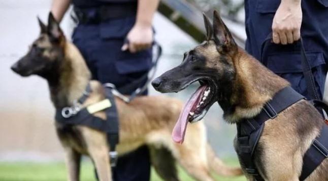 中国正在征用的5种军警犬，每一只都是保家卫国的能手！
