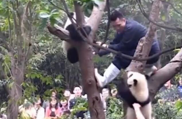 熊猫宝宝闹脾气赖在树上，却被同伴“出卖”，网友：表面兄弟！