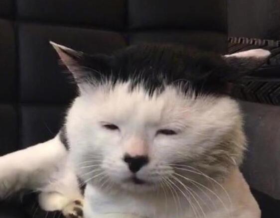 漂亮的猫大同小异,“特色”的猫万里挑一,丑猫也有人爱! 漂亮的猫大同小异,“特色”的猫万里挑一,丑猫也有人爱!