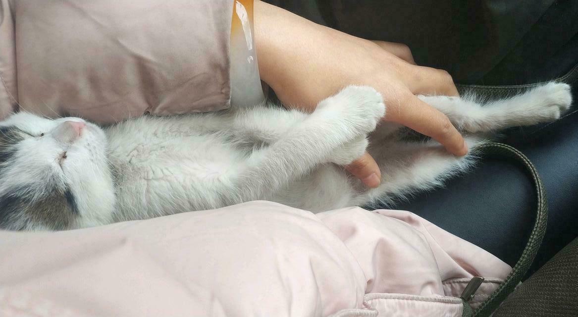 女子开车上班遇到一只流浪猫, 犹豫收养它时, 猫咪的反应让人乐翻 