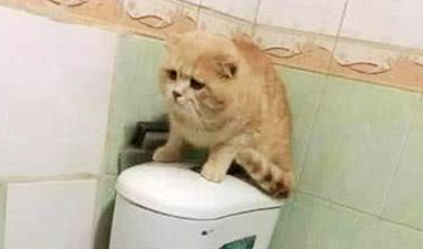 小区突发大水，女子急忙回家找猫咪，走到厕所一看笑喷了 