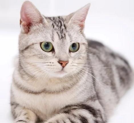 怎样起出高颜值的猫名,才能符合猫主人的独特?2 怎样起出高颜值的猫名,才能符合猫主人的独特?2