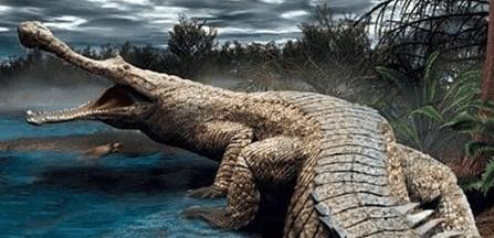 帝鳄科普知识快来记笔记