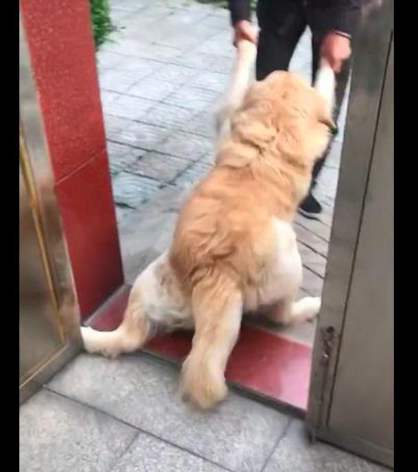 金毛闯进正在煮骨头汤的邻居家, 怎么拉都不愿走, 真是赖皮狗啊! 