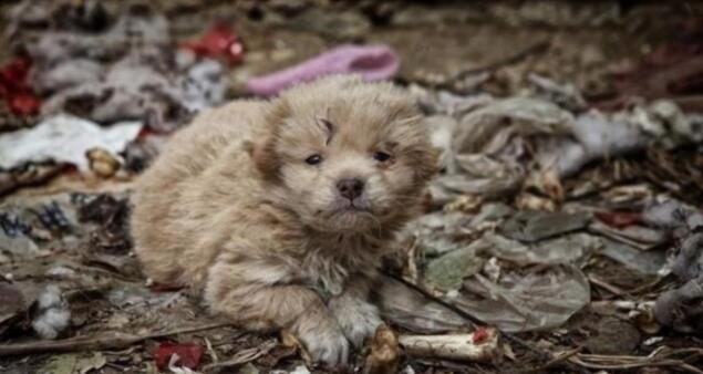 中华田园犬躲在垃圾堆里,畏畏缩缩十分害怕 中华田园犬躲在垃圾堆里,畏畏缩缩十分害怕