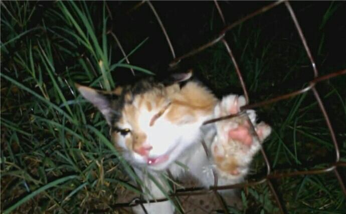 猫咪被铁网卡住头部 表情痛苦 好心人发现后帮其解围