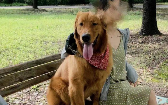 金毛犬托运途中死亡宠物托运公司被指擅自将空运改陆运 市场监管部门已介入