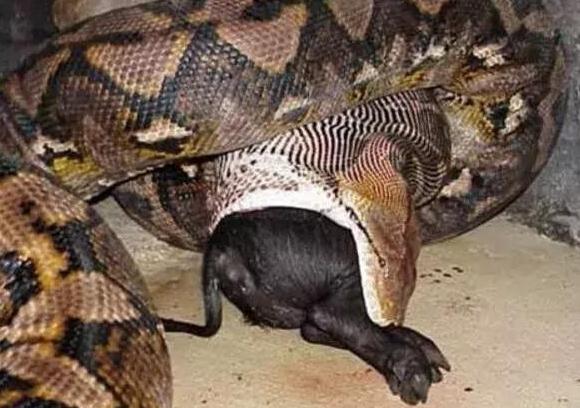 网纹蟒吞食黑猪，被投进蛇笼的黑猪只能接受命运
