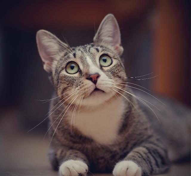 猫咪“吐舌杀”超可爱，但你知道它们为什么吐舌头吗？