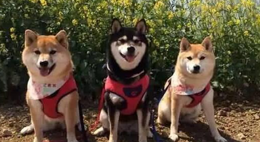这6种狗狗，都是“土豪”养的狗，有你家狗吗？ 