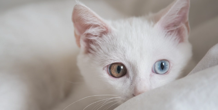 猫咪神经质跑来跑去 改善猫神经质耐心还要有方法