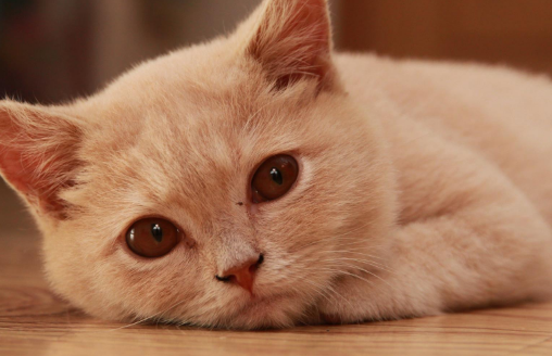 猫咪也会得抑郁症，出现反常行为请注意