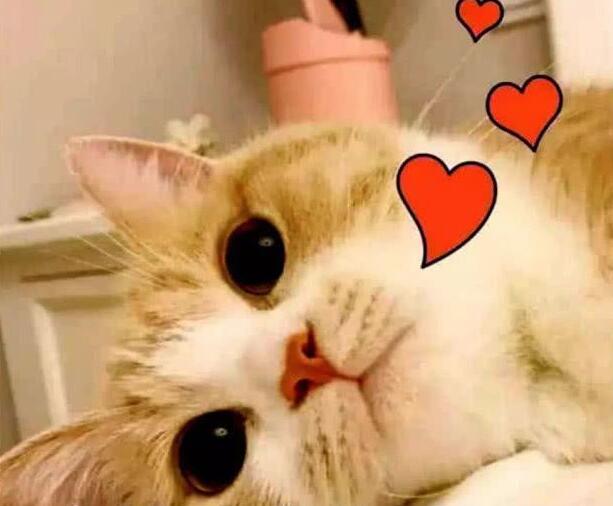 小猫咪像女友一样和游戏争宠,男主无奈,小奶猫撒娇简直萌翻了! 小猫咪像女友一样和游戏争宠,男主无奈,小奶猫撒娇简直萌翻了!