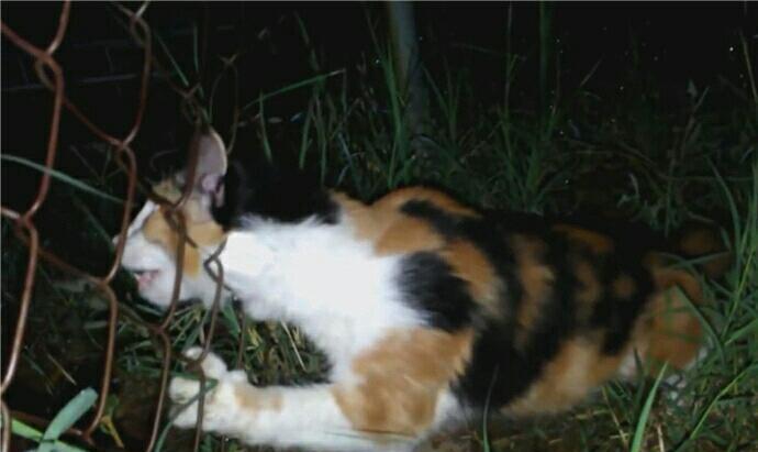 猫咪被铁网卡住头部 表情痛苦 好心人发现后帮其解围 