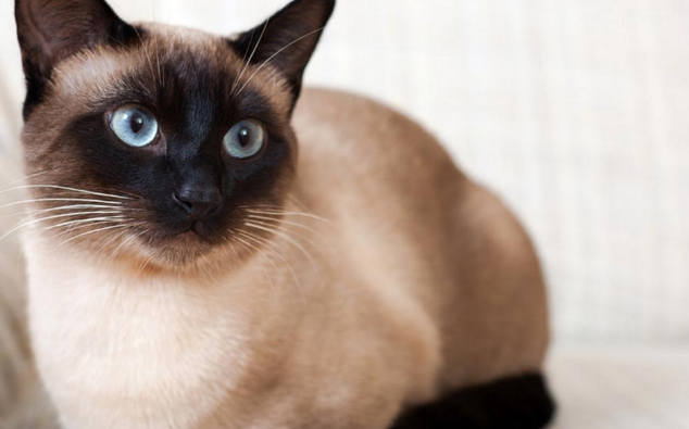 不只暹罗猫！6大泰国猫皇驾到！猫奴们准备好来吸猫