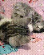 小奶猫伸爪召唤主人,主人正高兴接住,下一秒却尴尬了! 小奶猫伸爪召唤主人,主人正高兴接住,下一秒却尴尬了!
