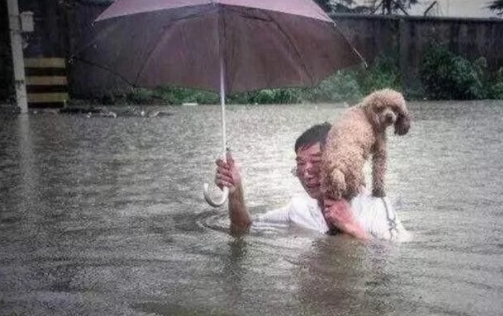 家乡遇到大水,主人把猫咪放盆里帮它逃生 家乡遇到大水,主人把猫咪放盆里帮它逃生