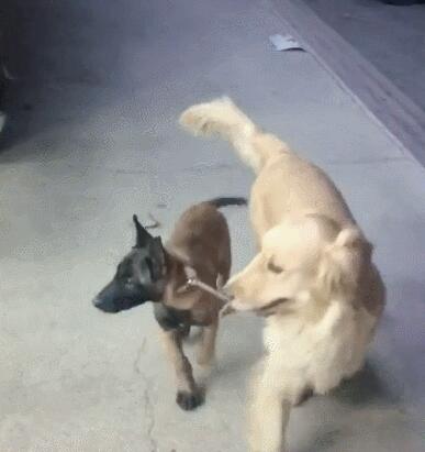 主人让金毛去照看马犬,金毛一脸不愿意,马犬:咋地,委屈你啦? 主人让金毛去照看马犬,金毛一脸不愿意,马犬:咋地,委屈你啦?
