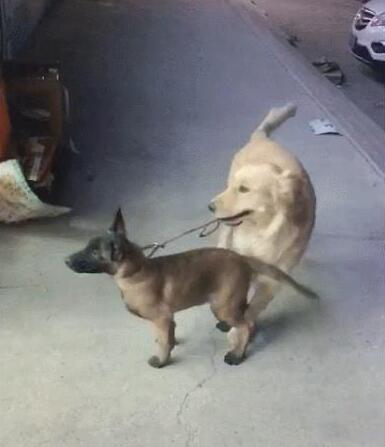 主人让金毛去照看马犬，金毛一脸不愿意，马犬：咋地，委屈你啦？