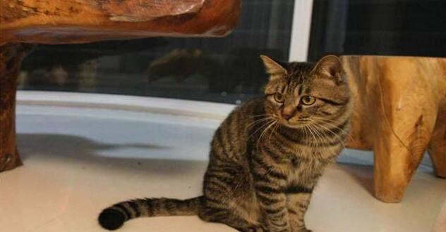 在宠物店买了一只狸花猫，半年过后，主人把它送进了收容所