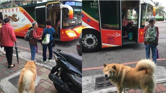 鬆狮犬排队等上车… 听司机一句话眼角泛泪落寞走回去 鬆狮犬排队等上车… 听司机一句话眼角泛泪落寞走回去