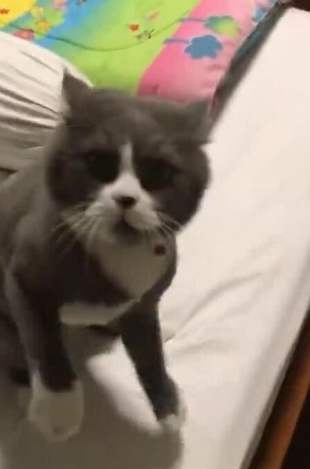 主人阻止猫在房间玩，猫的反应惹笑网友，网友：猫可能有神经病