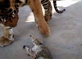 小奶猫闯进老虎窝，老虎举着爪子不知所措：太小了，不好下手 