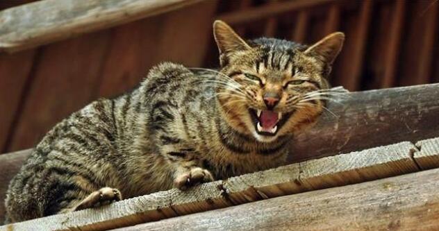 在宠物店买了一只狸花猫，半年过后，主人把它送进了收容所