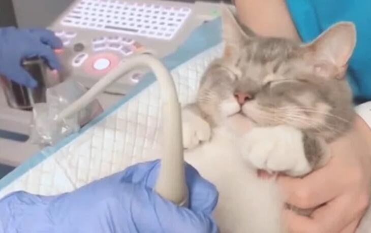 怀孕猫咪照B超，紧张又不敢乱动的样子萌坏了：是男娃还是女娃？