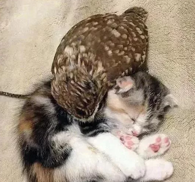 女子把猫头鹰和猫咪放一起养，竟成就了一段姻缘，你别说还挺配的