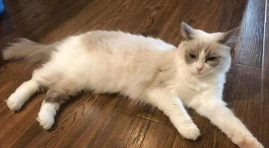 猫主人别在大意,这样养布偶猫看似是享受,实际是在让它承受 猫主人别在大意,这样养布偶猫看似是享受,实际是在让它承受