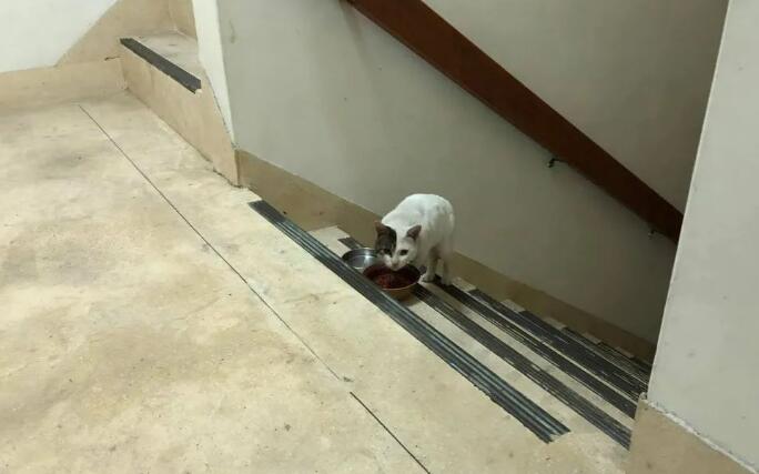 男子说自己不爱猫,却花了一年的时间喂养流浪猫,结局好暖!