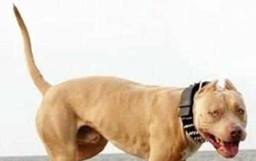 社会平头哥大战凶猛的比特犬, 到底谁更强悍? 结局让人意外 社会平头哥大战凶猛的比特犬, 到底谁更强悍? 结局让人意外