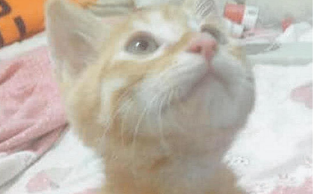 小橘猫误认金毛是妈妈，粘着金毛形影不离，隔天看到这画面笑喷了
