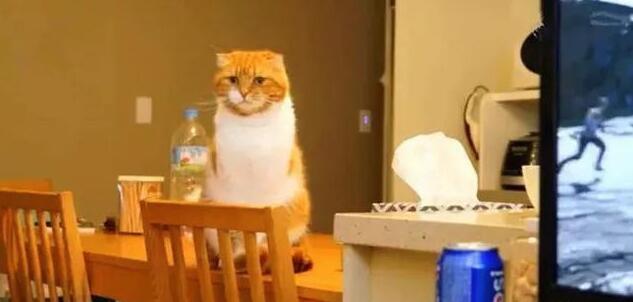 主人玩游戏，橘猫捣乱求关注被无情推开，猫咪伤心了：你不爱我了
