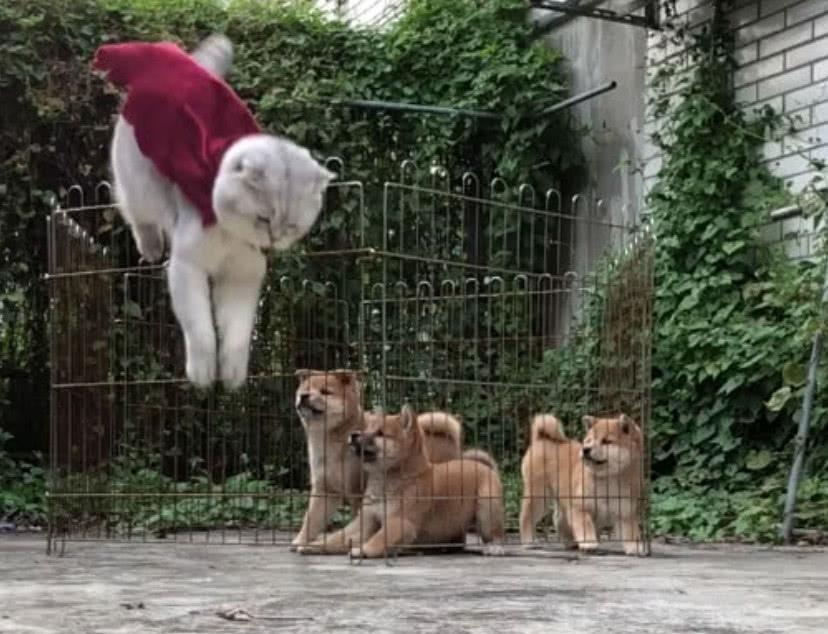 猫咪展示了越狱技能后, 柴犬惊呆了, 说: 大哥, 你怎么不教我们