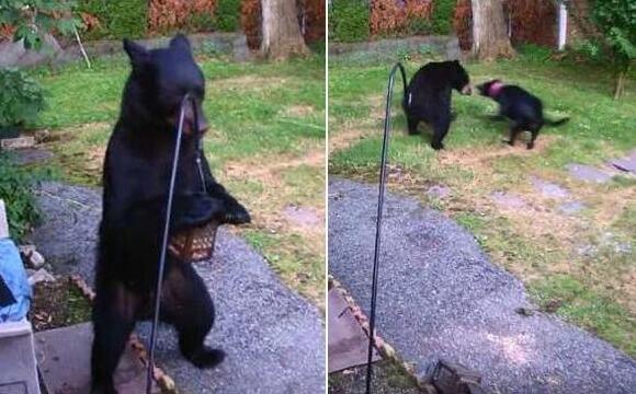 大棕熊被黑猫赶走,熊为什么那么“熊”?熊真能屠虎灭狼吗? 大棕熊被黑猫赶走,熊为什么那么“熊”?熊真能屠虎灭狼吗?