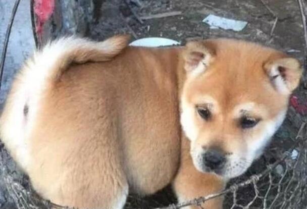 网友捡了一只田园犬,带回家养了两个月之后差点哭了:养不起啊 网友捡了一只田园犬,带回家养了两个月之后差点哭了:养不起啊
