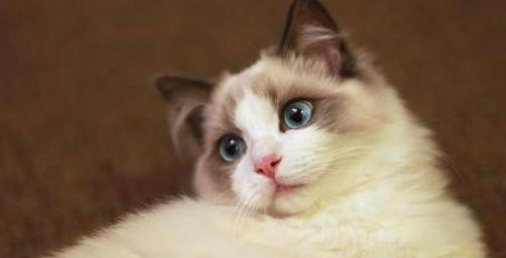 猫主人别在大意，这样养布偶猫看似是享受，实际是在让它承受
