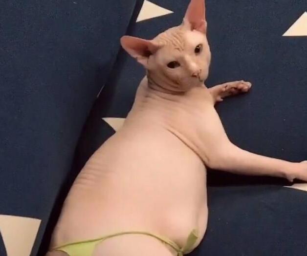 嫌无毛猫长得不好看,老妈亲自做衣服,网友:老妈这么重口味? 嫌无毛猫长得不好看,老妈亲自做衣服,网友:老妈这么重口味?