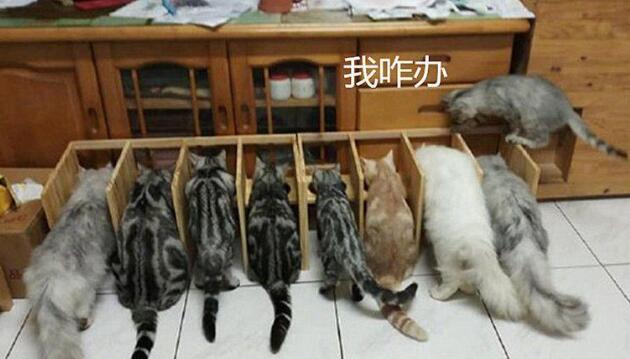 小伙针对9只猫咪抢食事件，手工打造隔离区，开饭时愣住了