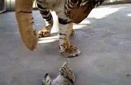 小奶猫闯进老虎窝，老虎举着爪子不知所措：太小了，不好下手