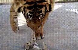 小奶猫闯进老虎窝，老虎举着爪子不知所措：太小了，不好下手 