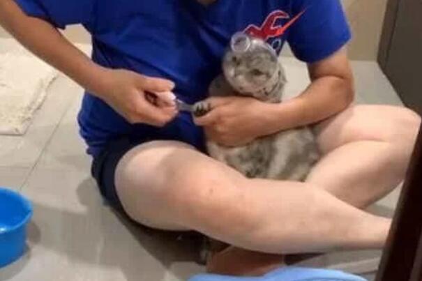 主人给猫剪指甲，看到猫咪头上的装备笑喷，网友这办法不错