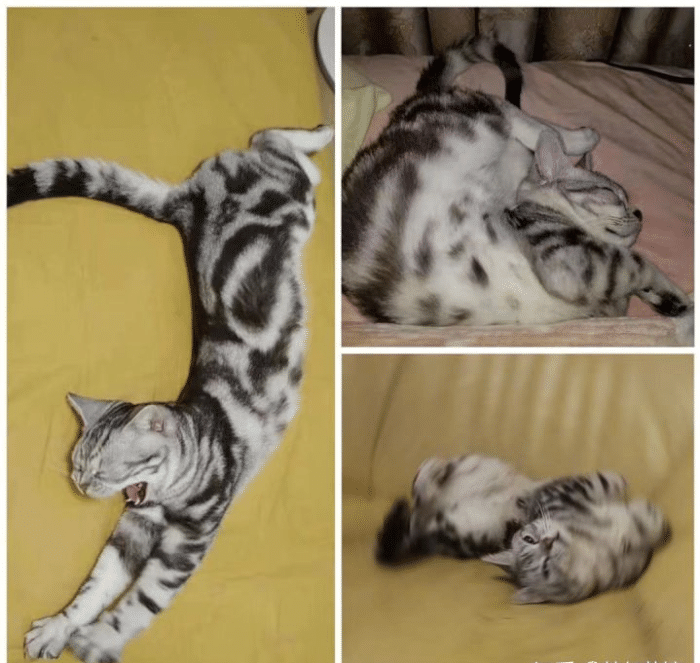 猫咪会做哪些不可思议的事?网友:用手机拉了个群聊 猫咪会做哪些不可思议的事?网友:用手机拉了个群聊